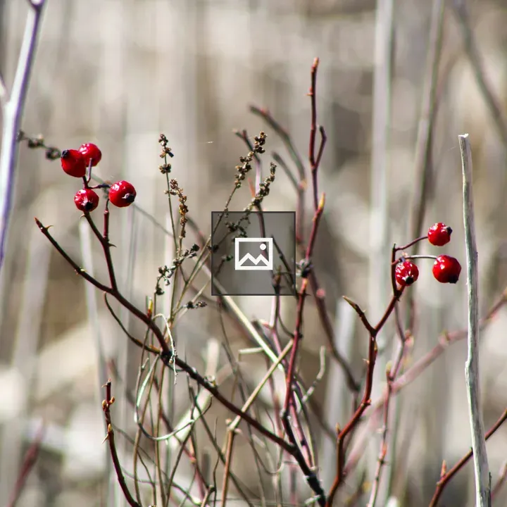 Autumn berries on branches