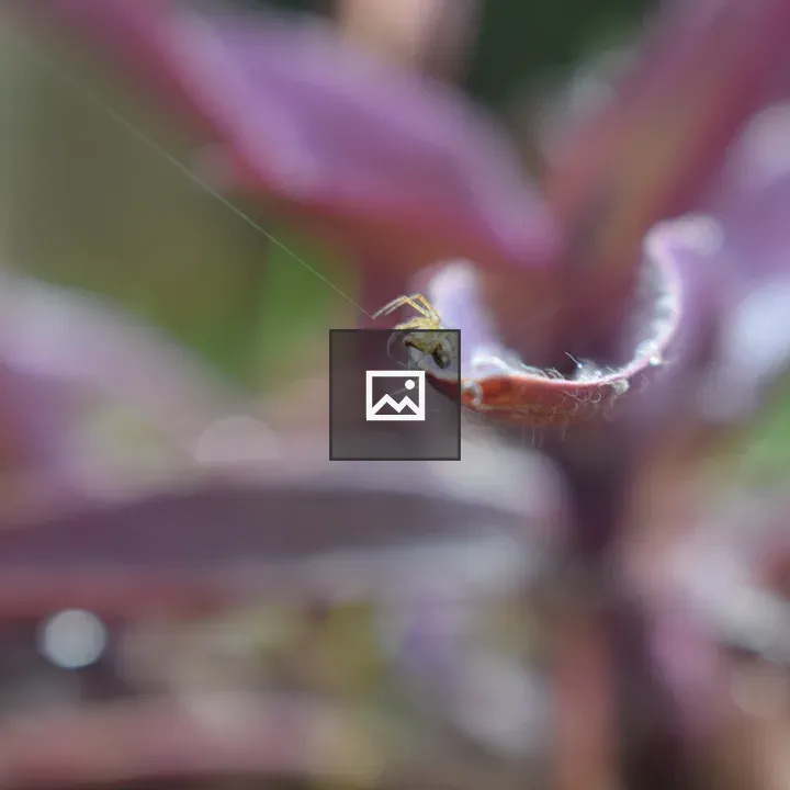 Spider on Leaf Edge