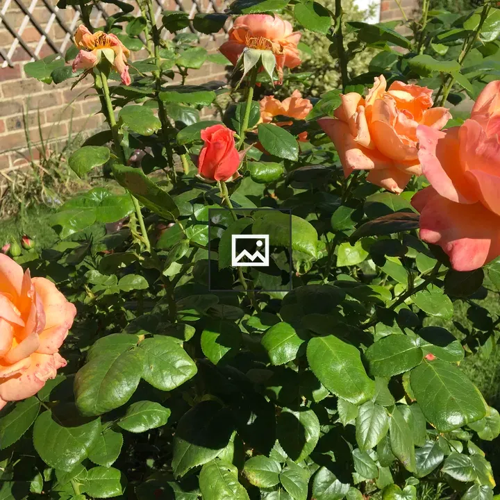 Large orange roses in border