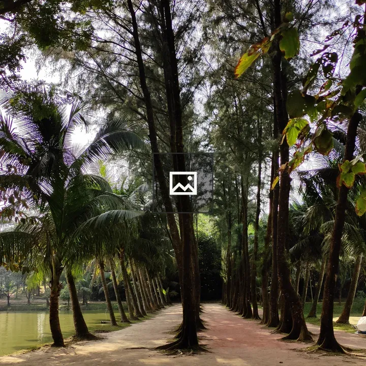 Colonnade of Trees