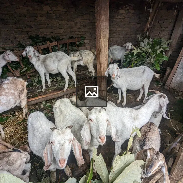 Goats in a rustic barn
