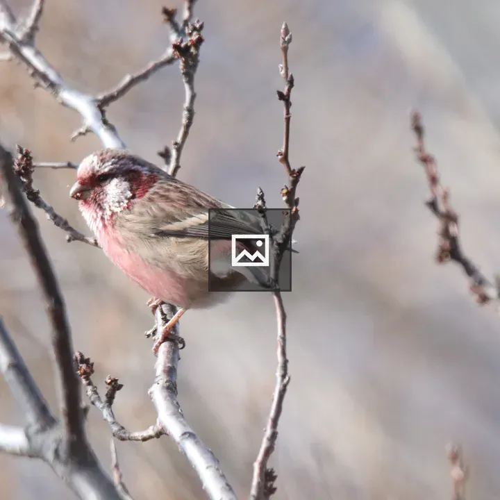 Long-tailed Rosefinch on a Branch