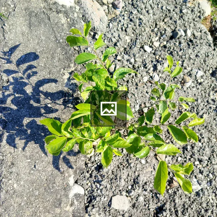 Plant in Cracked Pavement