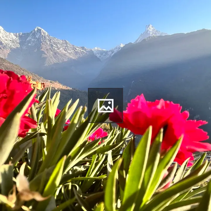 Red Flowers with Himalayan Backdrop