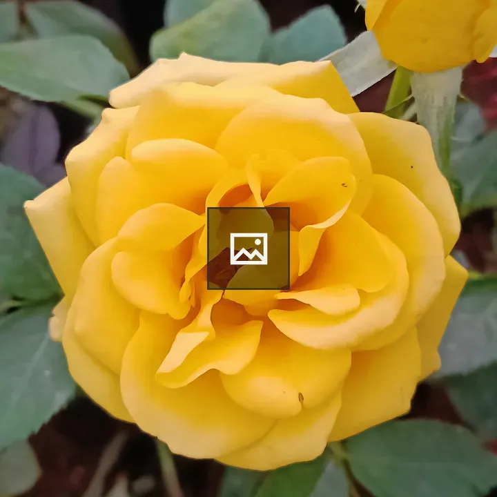 Yellow flower closeup