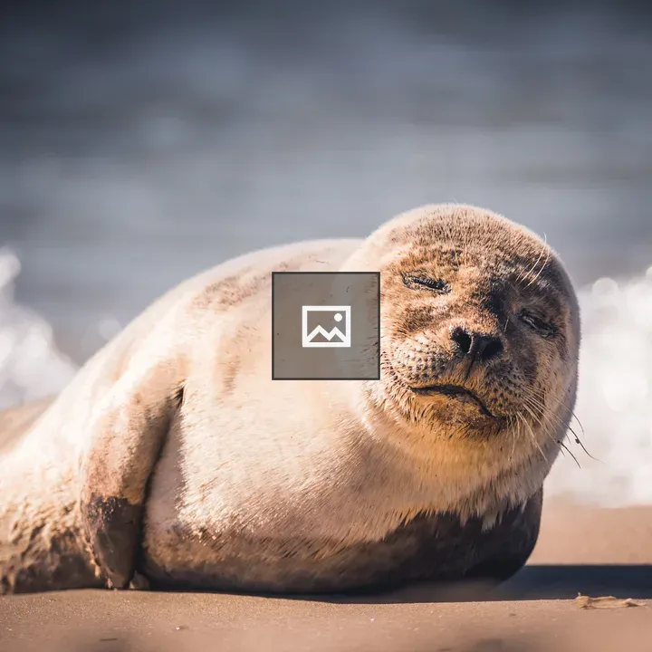 Seal Portrait on Beach