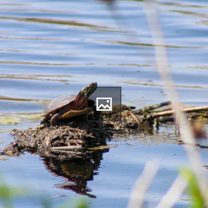 Painted turtle on log