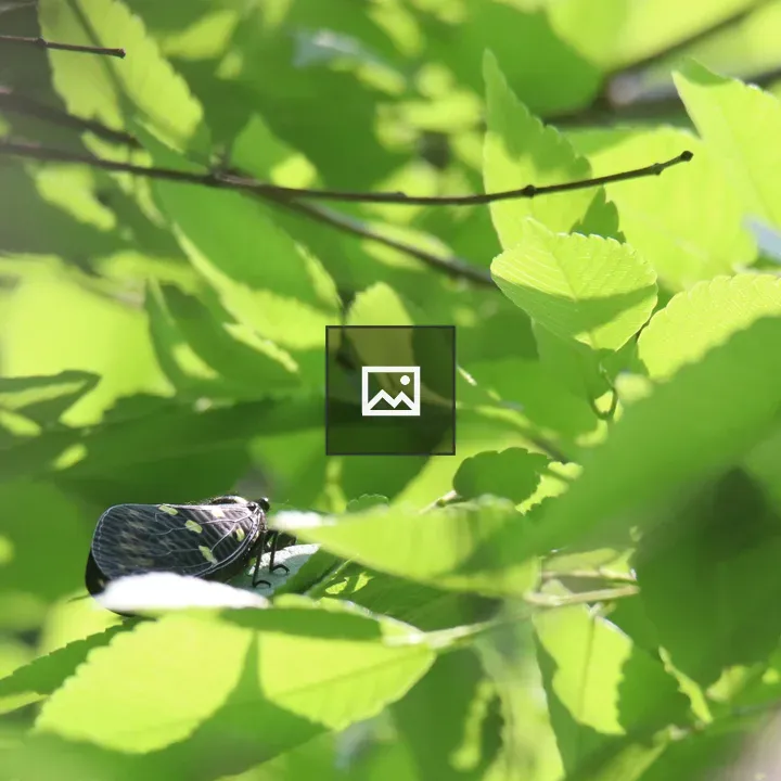 Small cicada on green leaf