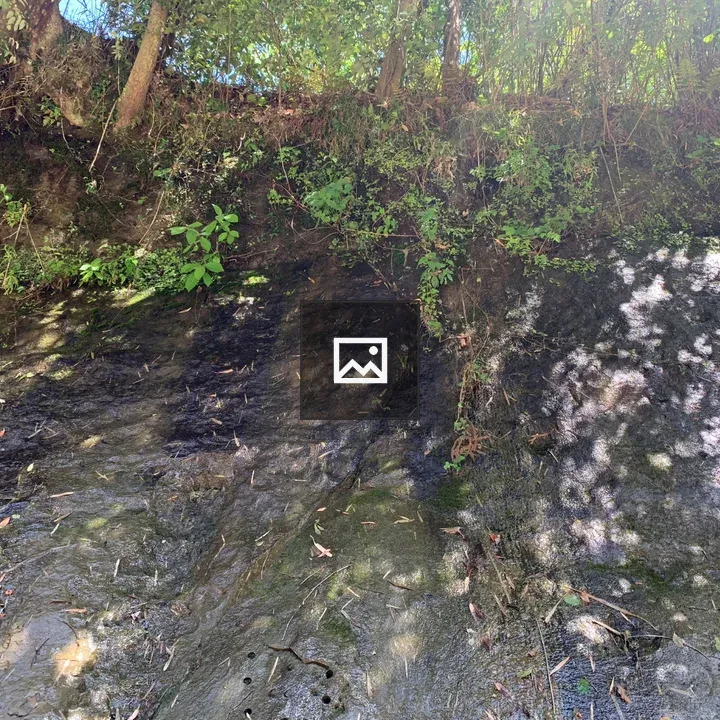 Rocky surface with greenery