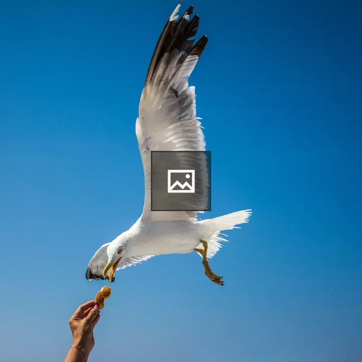 Seagull in Flight Reaching for Food