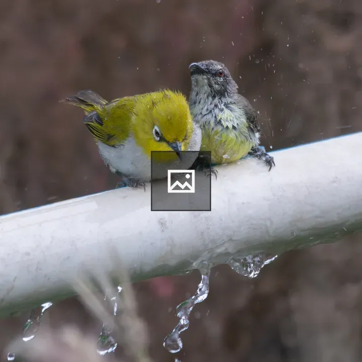 Oriental White Eye and Sunbird