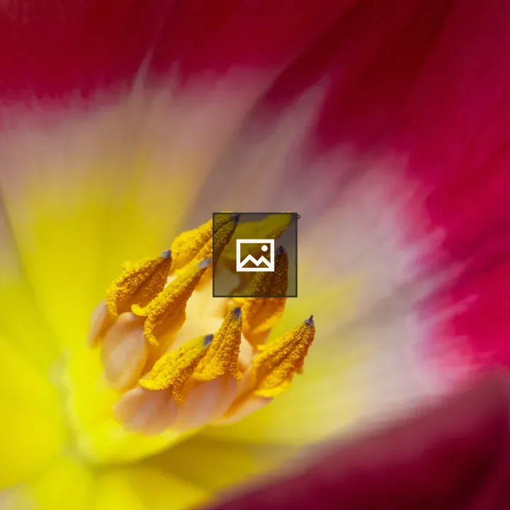 Yellow stamens of pink flower