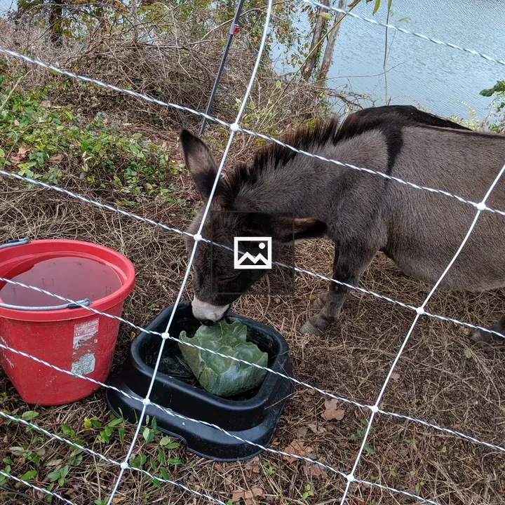 Donkey Drinking Water