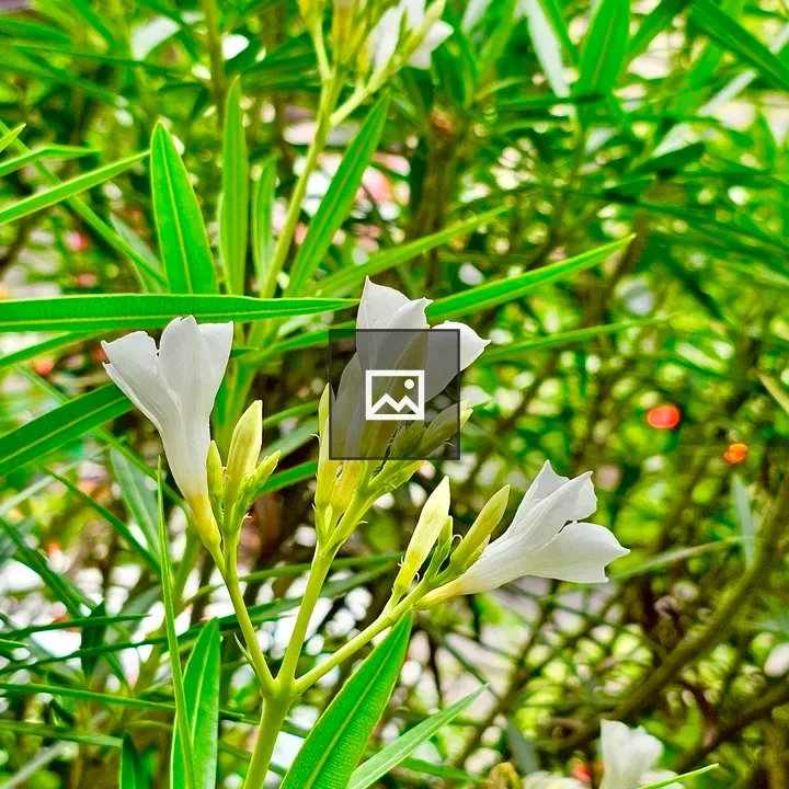 White Nerium Oleander Flowers