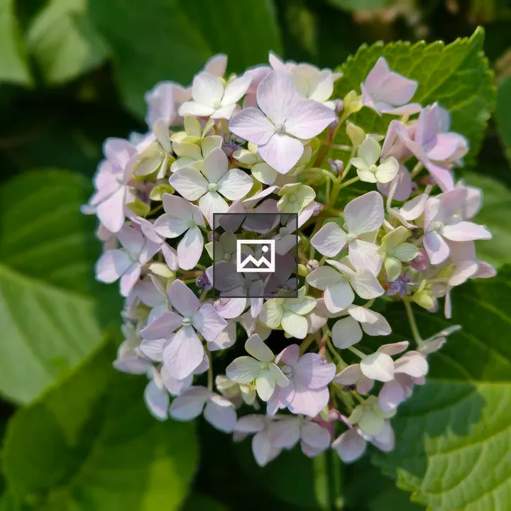 Hydrangea Close-Up