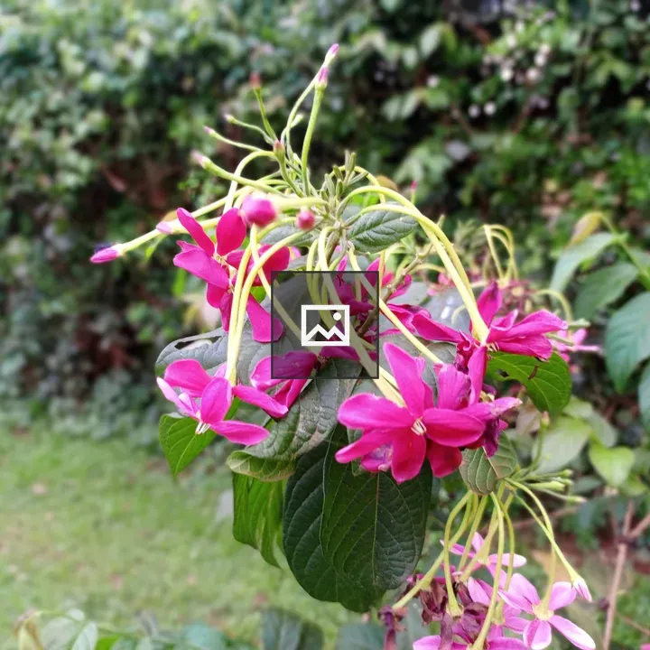 Magenta Flower Cluster
