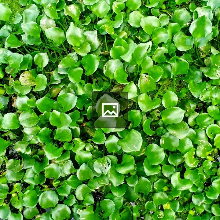 Green leaves of water hyacinth