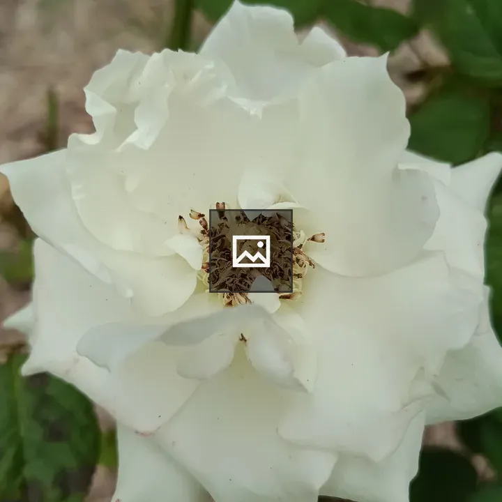 White Rose close view