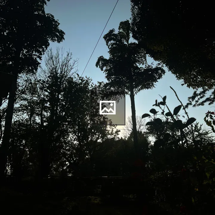 Silhouette of Tall Trees