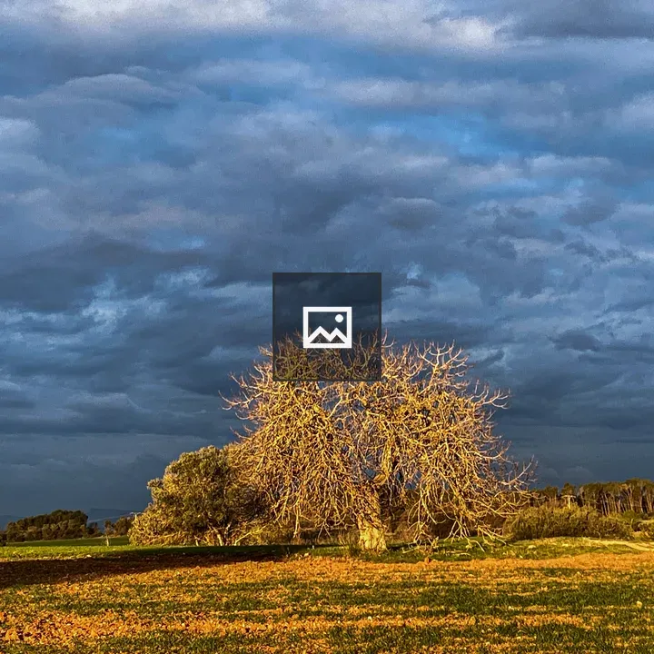 Solitary tree in open field