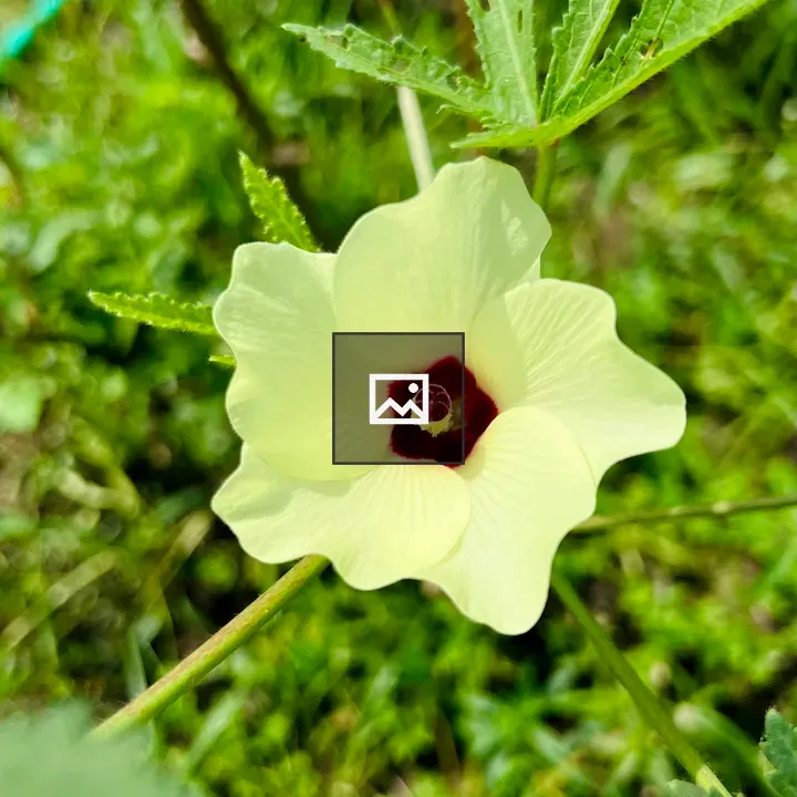 Okra flower close-up