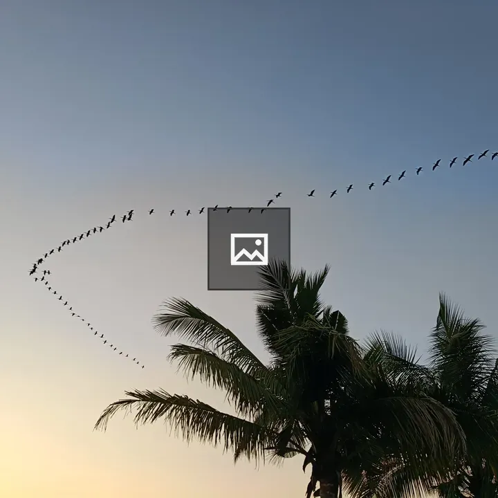 Flock of Birds at Sunset