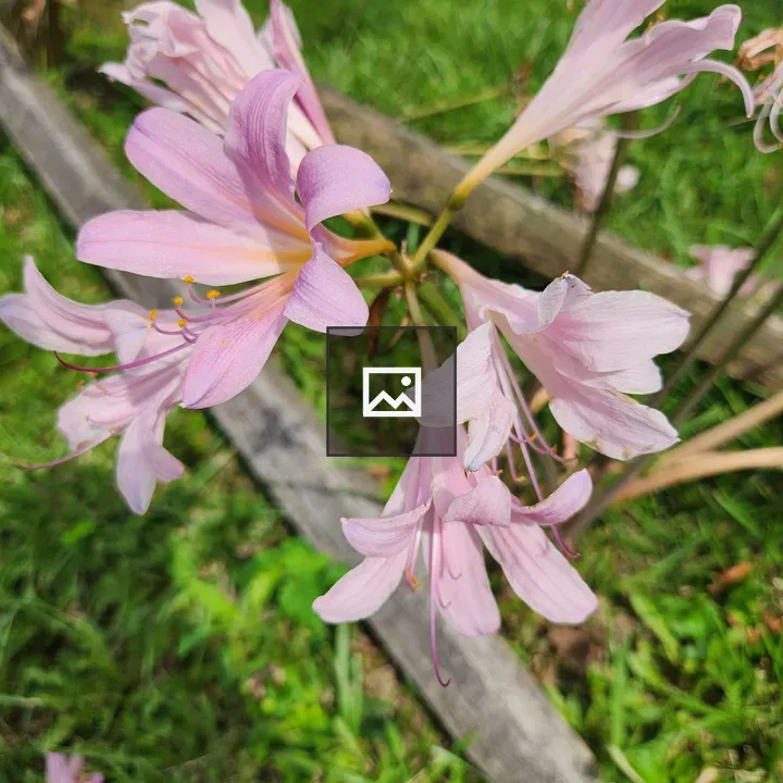 Surprise lilies with green grass