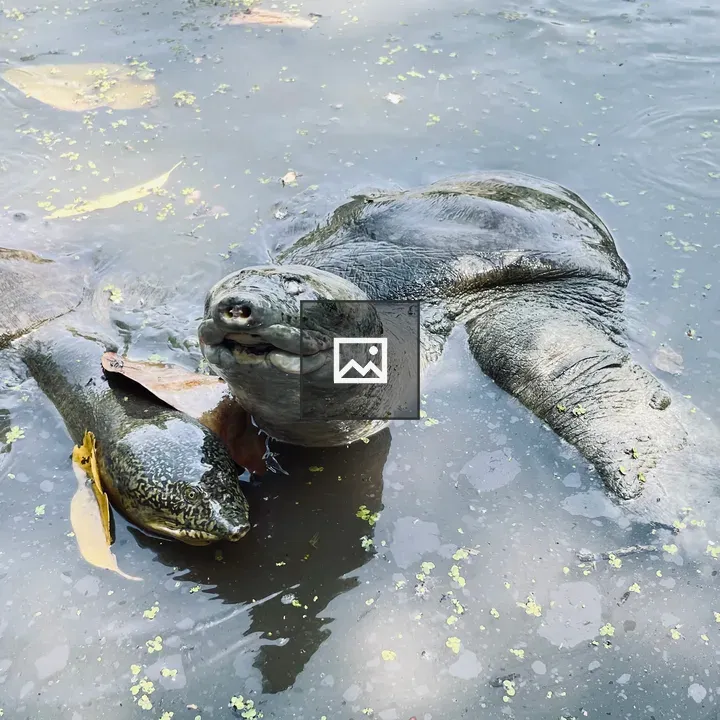 Two Turtles in Murky Water
