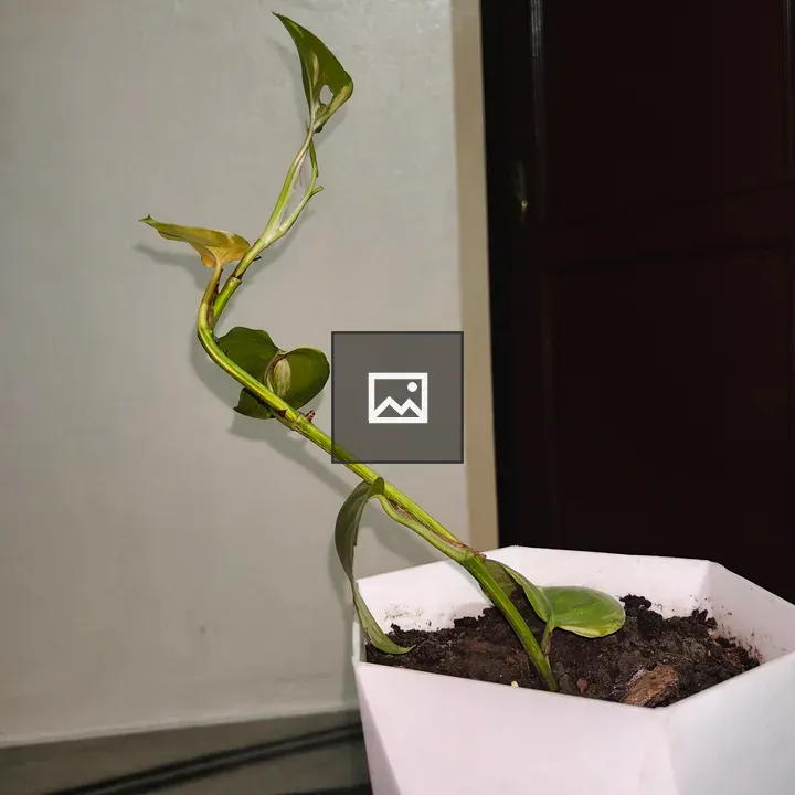 Green Plant in White Hexagonal Pot