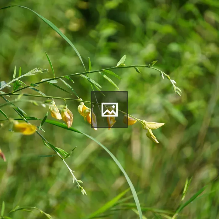 Close-up Green Stem with Yellow Flowers