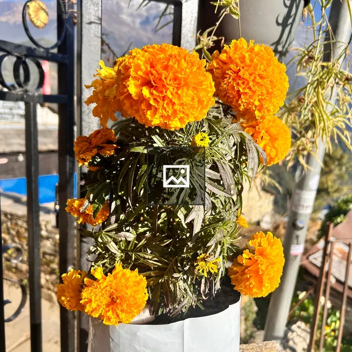 Cluster of marigold flowers