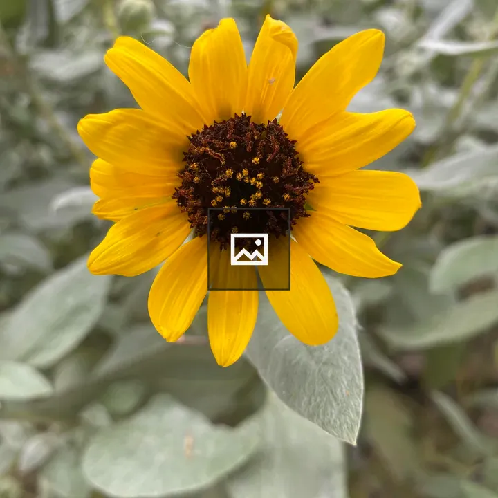 Sunflower in Full Bloom
