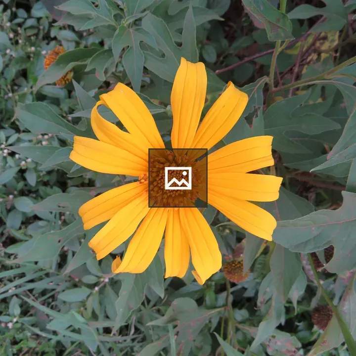 Yellow wildflower in green leaves