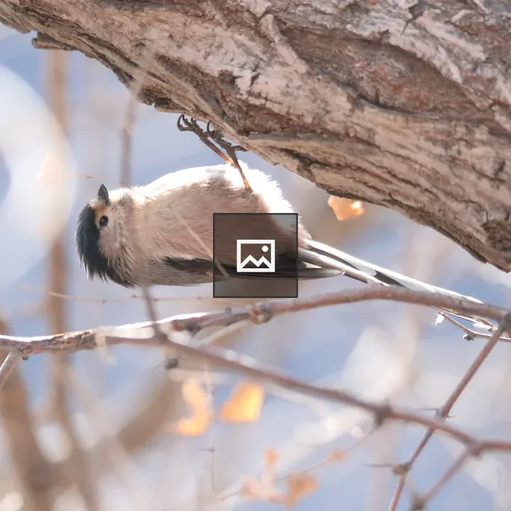 Bushtit Clinging Under Branch