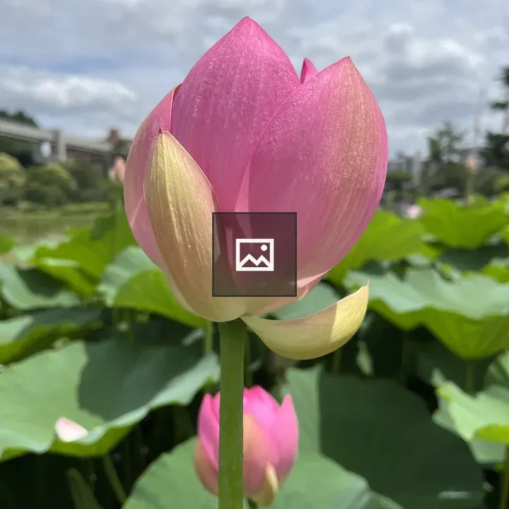 Pink lotus close-up