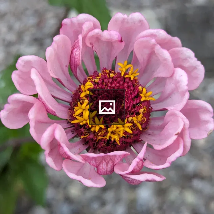 Pink Zinnia with Yellow Crown