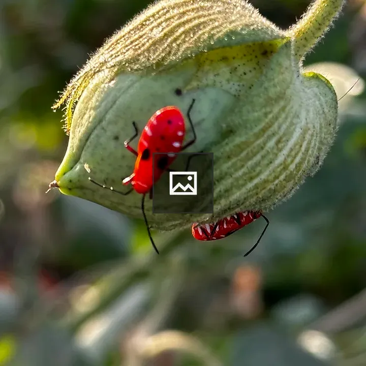 Green seed pod with red beetles