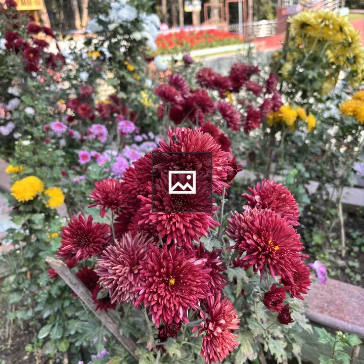 Close-up of red chrysanthemums