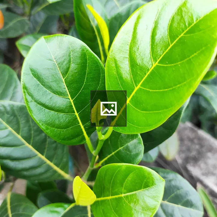 Glassy jackfruit leaves close-up