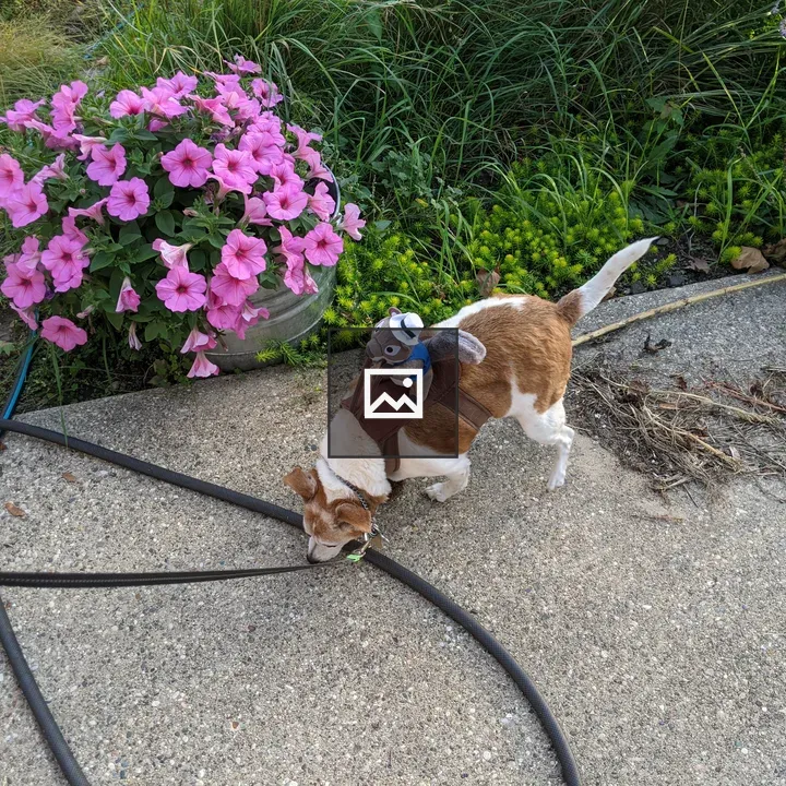 Squirrel riding a dog