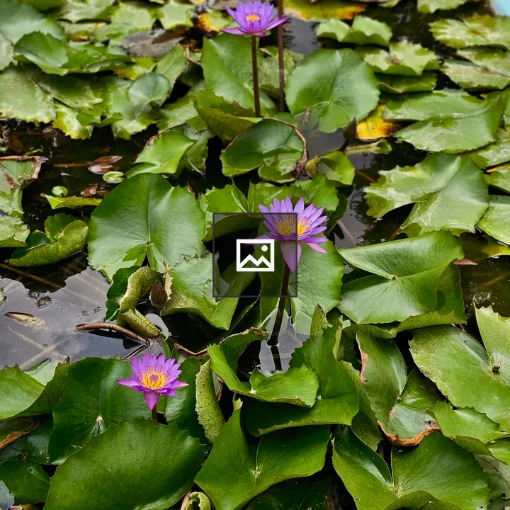Purple Water Lilies Portrait