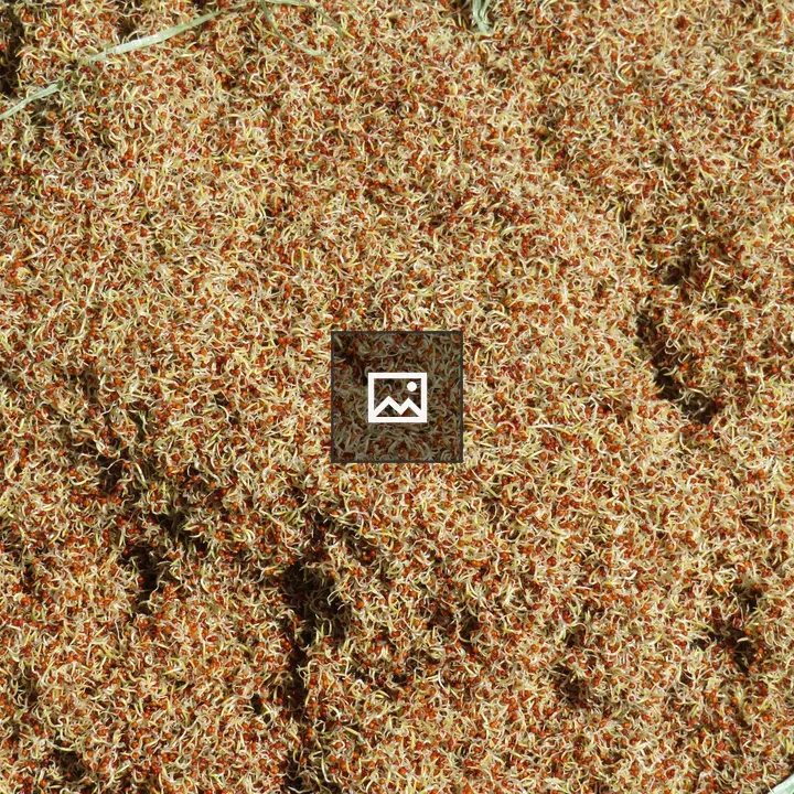 Millet grains on surface