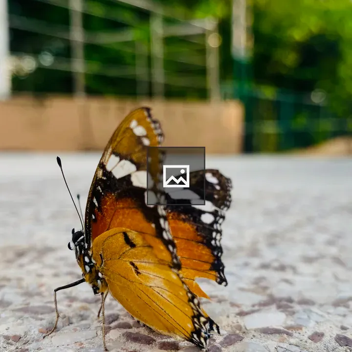 Butterfly on the Ground