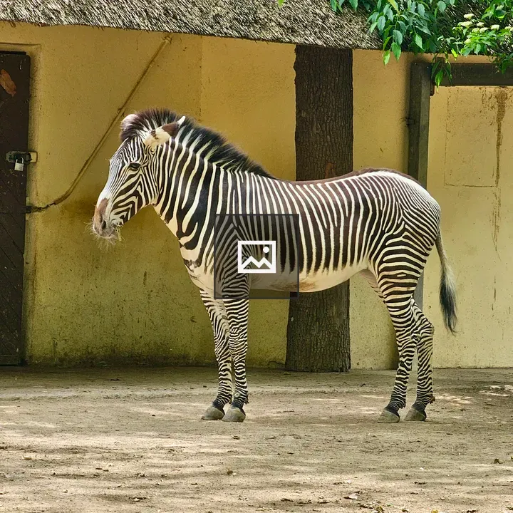 Grévy's Zebra in Portrait