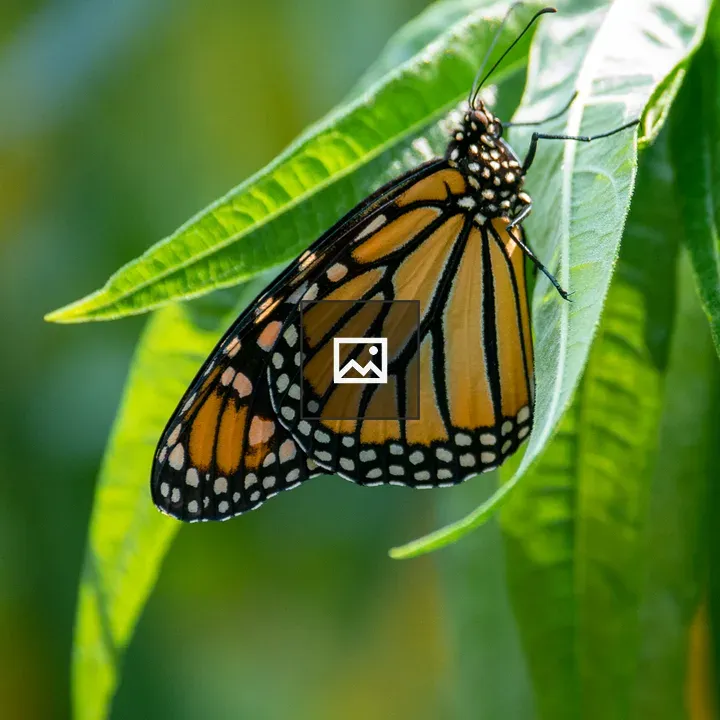 Orange and Black Butterfly on Leaf