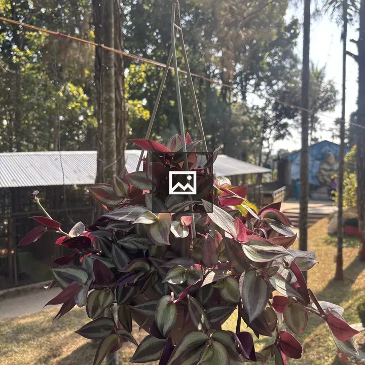 Decorative hanging plant