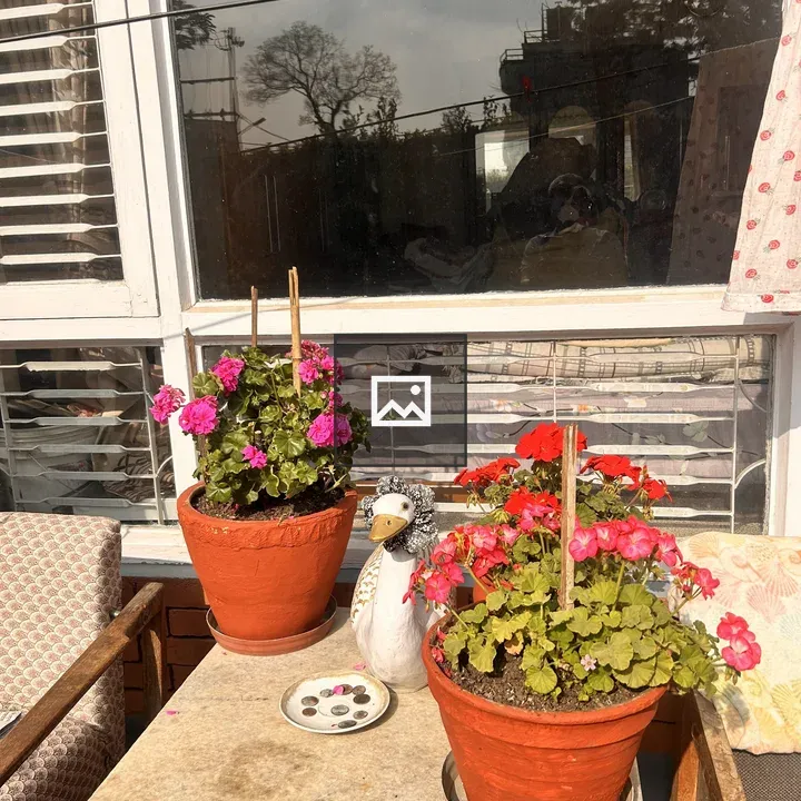 Patio with two flowering pots
