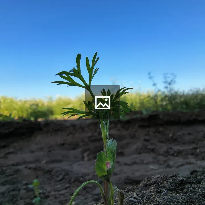 Small green plant with jagged leaves
