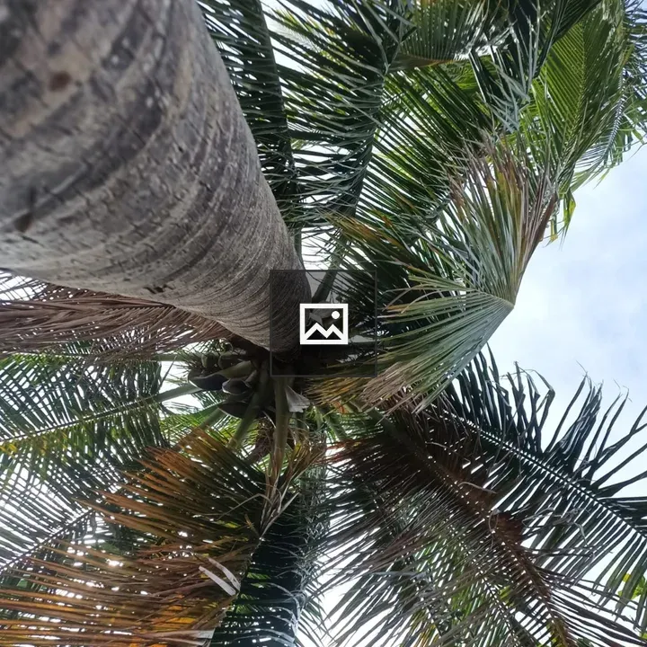 Palm tree with Banana cluster