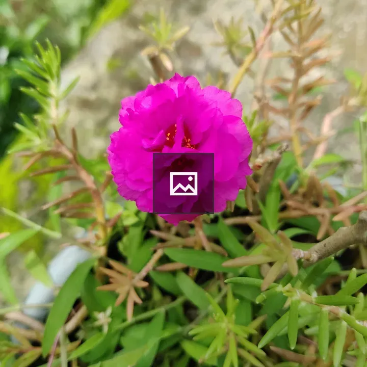 Pink Flower in Green Foliage
